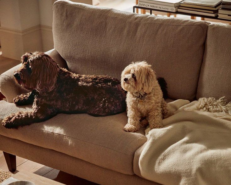 Cómo elegir la tela de sofá ideal si tienes mascotas