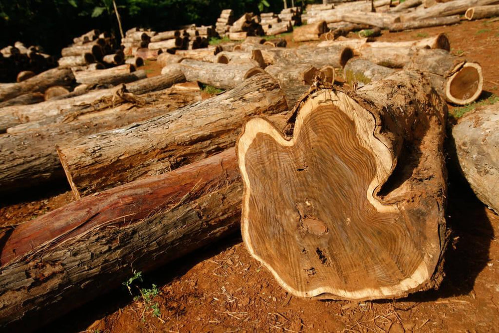 Teca: el estándar de oro para muebles de madera de exterior