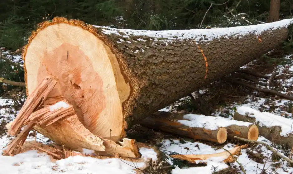 Fresno: la madera dura elástica de veta recta